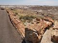 Petrified Forest